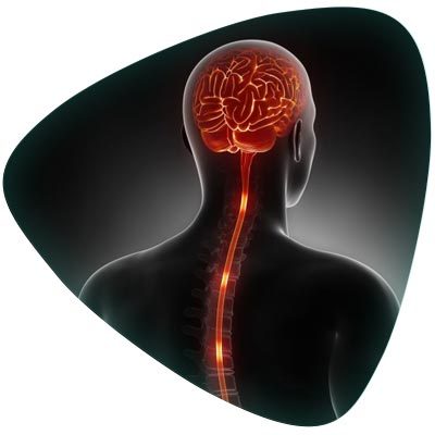Central Nervous System