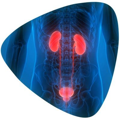 Genito Urinary System